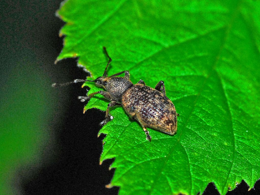 Curculionidae ID